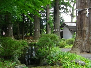 河口浅間神社の七本杉