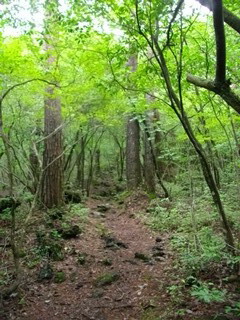 吉田胎内樹型への道