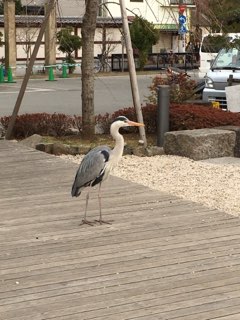 川崎大師の蒼鷺