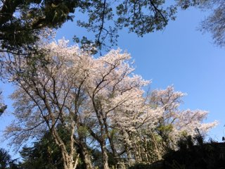 桜