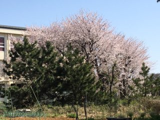 桜