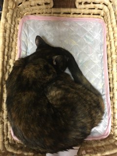 ブリトニー