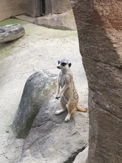 ミーアキャット
