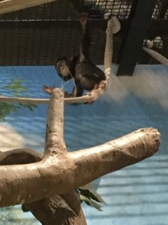 チンパンジーハル