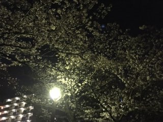 新横浜の桜