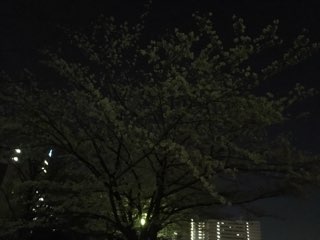 新横浜の桜