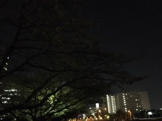 新横浜の桜