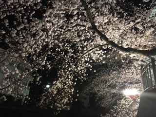 大岡川プロムナードの桜