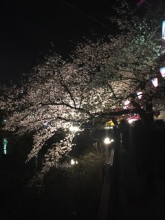 大岡川プロムナードの桜