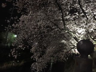 大岡川プロムナードの桜