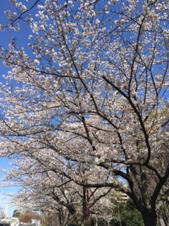 新横浜の桜