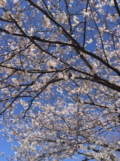 新横浜の桜