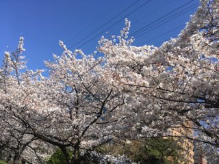 新横浜の桜