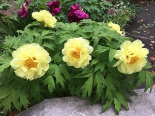 上野大仏のぼたん