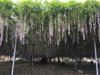 あしかがフラワーパークの藤