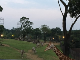 ナイトズーラシア