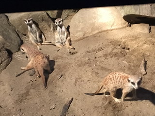 ナイトズーラシア