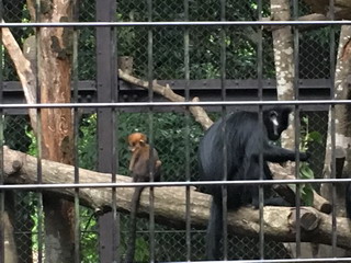 アマナツ