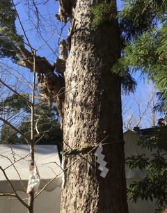 麻賀多神社の御神木