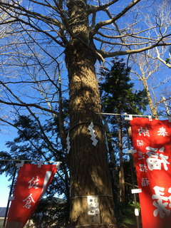 麻賀多神社の御神木