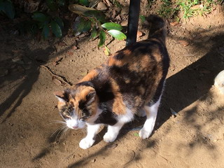 麻賀多神社の猫