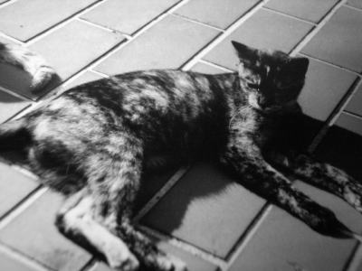 さび猫