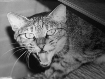 のらねこ2