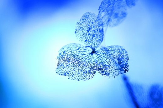 幻想的な花 ナイルの夕べ 季節の写真館
