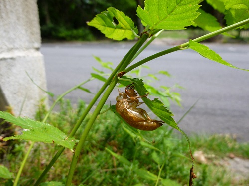セミの抜け殻