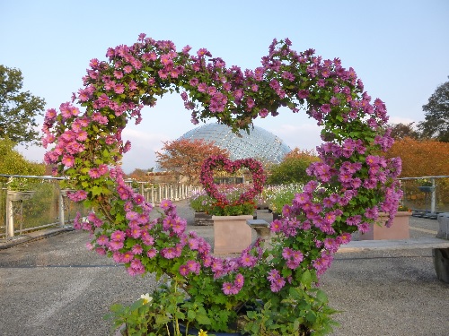 菊のトピアリー
