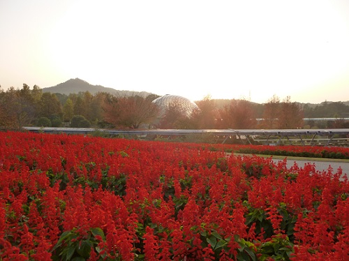 花の丘(サルビア編)