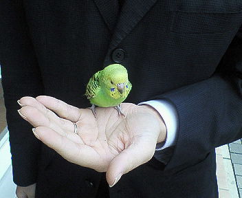 ̤¤¥¤¥ó¥³¢