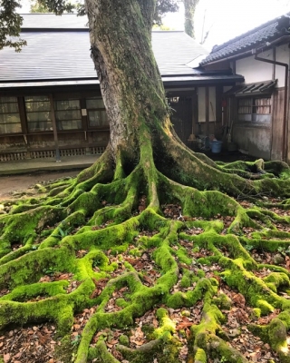 mikunijinja