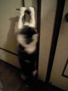 ドア開けられるよ・・・