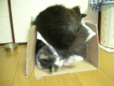 つぶれそうな箱で2匹が・・・