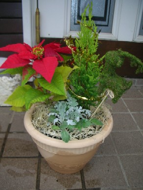 寄せ植え(コニファー・ポインセチア・ダスティミラー)