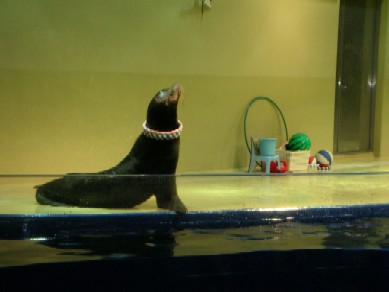 あしか(品川水族館)