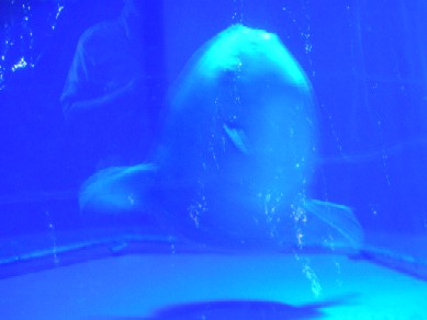 まんぼう?(品川水族館)