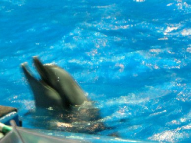 いるか(品川水族館)