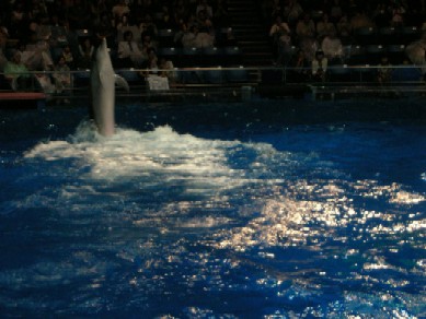 いるか2(品川水族館)
