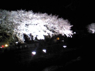 2007年調布野川の桜ライトアップ2