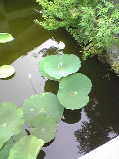 Image9021.jpg
