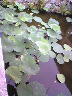 Image9031.jpg