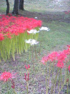 Image10111.jpg
