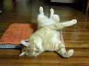 201012092235000.jpg