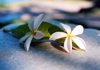 Hawaiian Jewelry