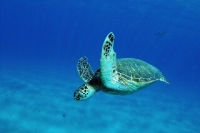 Scuba diving