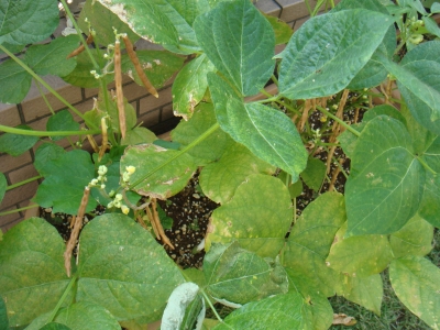 小豆 (2).JPG