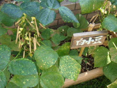 白小豆 (2).JPG