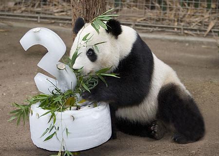 panda